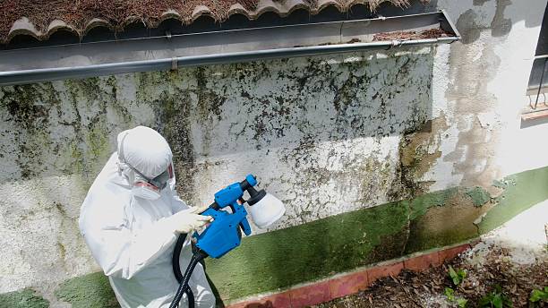 Top rated local Commercial Mold Remediation specialists in New Market, TN